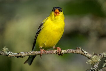 Close-up of American Goldfinch songbird yellow bird facing camera and singing