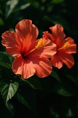 Vibrant orange hibiscus flowers blooming in sunlit garden