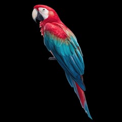 Fototapeta premium Vibrant Scarlet Macaw with Brilliant Red, Blue, and Green Feathers Perched Against a Black Background