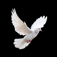 Majestic White Bird in Flight with Outstretched Wings Against a Dark Background