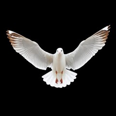 Majestic White Bird with Outstretched Wings against Black Background Captivating Natural Beauty in Flight