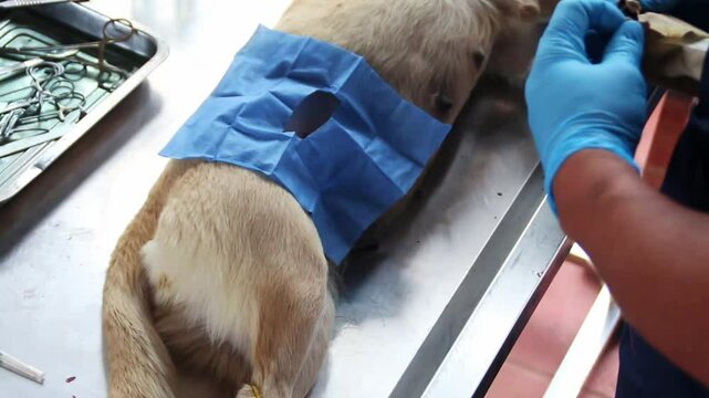 Preparaci&oacute;n para intervenci&oacute;n quir&uacute;rgica de una perra que ser&aacute; esterilizada, sobre una mesa de operaci&oacute;n veterinaria met&aacute;lica.