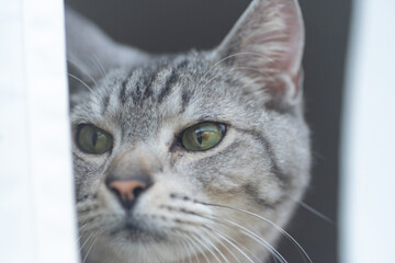 見つめる可愛い猫　サバトラ猫	