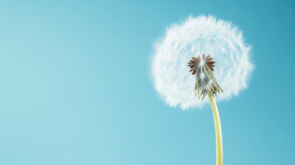 Fototapeta premium A dandelion puff is on a stem against a blue background, with seeds ready to disperse. Concept: Nature's delicate beauty, fragility, and transformation