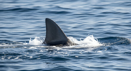 Fototapeta premium Fin Silhouette In The Ocean Danger Marine Predator In The Sea