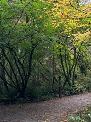 Fototapeta premium path in autumn forest