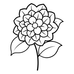 Hydrangea flower on white background 