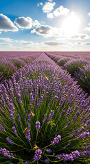 Obraz premium Lavender field in full bloom, with bees flying, on a sunny summer day.