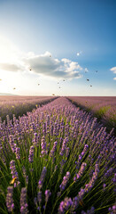 Obraz premium Lavender field in full bloom, with bees flying, on a sunny summer day.