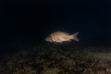 A carp swims in European lakes. Huge carp in the native habitat. European fresh water. 
