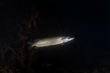 The northern pike hides in ambush, waiting for its prey to come within range. A huge pike was seen during a night dive in the lake. European fish in their native habitat.