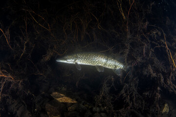 The northern pike hides in ambush, waiting for its prey to come within range. A huge pike was seen...