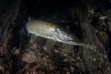 The northern pike hides in ambush, waiting for its prey to come within range. A huge pike was seen during a night dive in the lake. European fish in their native habitat.