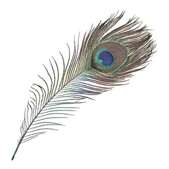 Close-up view of a peacock feather.