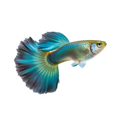 Colorful Guppy Fish with Vibrant Scales