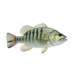 Striped Fish Isolated on White Background