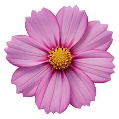 Close Up of a Pink Cosmos Flower