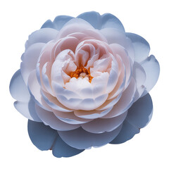 Close Up of a Delicate Pastel Rose