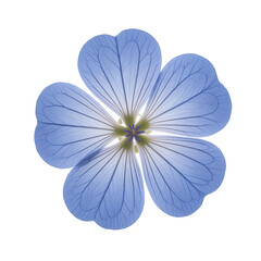Detailed Close up of a Light Blue Flower Petal