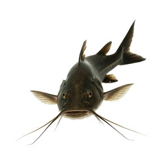 Close Up of a Flathead Catfish on White Background