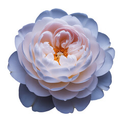 Closeup of a Delicate Pastel Rose