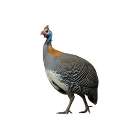 Beautiful Helmeted Guineafowl Isolated on White