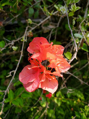 Obraz premium Bougainvillea. Traditionally, it is used to treat respiratory conditions such as coughs and asthma, as well as digestive conditions such as diarrhea and stomach ache.