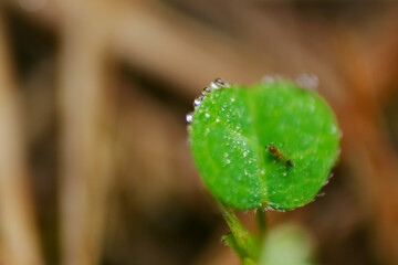 Macro shot of green leaf with ant and morning dew on surface