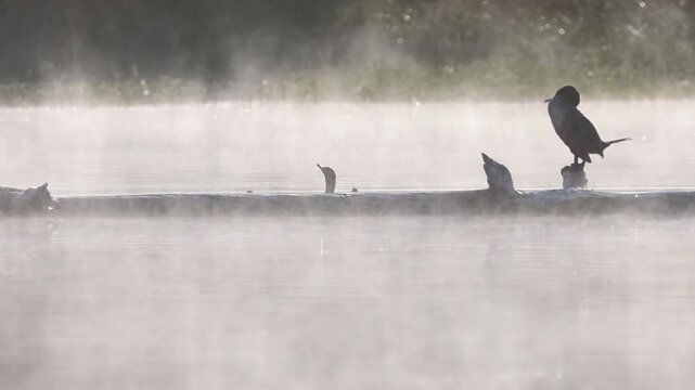 Double-crested cormorant (Nannopterum auritum) climbs onto a log while splashing in slow motion, briefly swims, and startles a small bird at Antelope Lake in Plumas County, California.