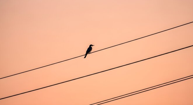 Bird on Power Line at Sunset - Powered by Adobe