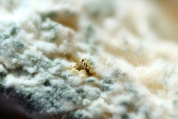 Macro texture of mold and mildew on expired bread