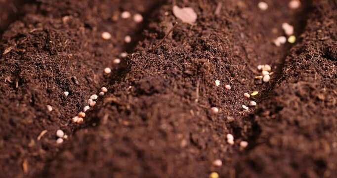 planting radish seeds in soil with the addition of peat , a plot of land mixed with peat in which radish seeds are planted, close up