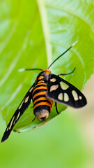 Close up photo of Amata huebneri on a bright green leaf.