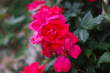 A beautiful rose bush in a public park in Japan