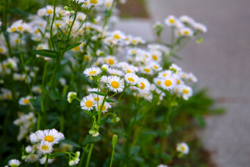 Eastern daisy fleabane (Erigeron annuus) in full bloom