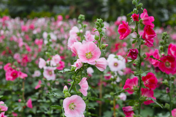 Colorful hollyhock flowers blooming in a vibrant garden.