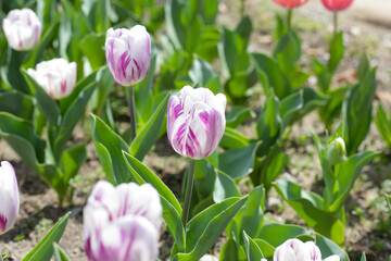 Field of blooming tulips under natural sunlight.