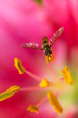 Lilies flower in Bloom wallpaper.Bee Pollinating Flower. 