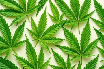 Vibrant green cannabis leaves arranged in artistic pattern showcasing natural botanical textures and organic plant structure