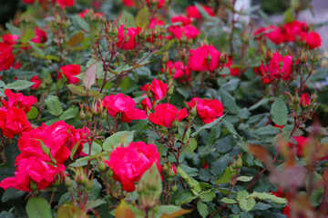 A beautiful rose bush in a public park in Japan