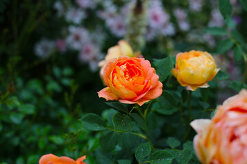 Blooming orange rose flowers in a vibrant Japanese garden.