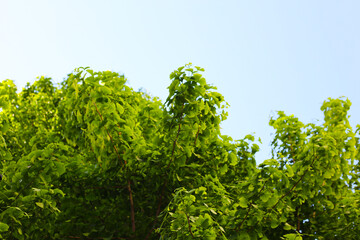 Fototapeta premium Green leaves of ginkgo tree