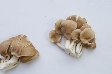 Oyster mushroom or lung oyster