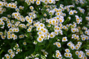 Eastern daisy fleabane (Erigeron annuus) in full bloom