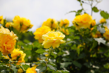 Yellow roses blooming in a Japanese public garden.