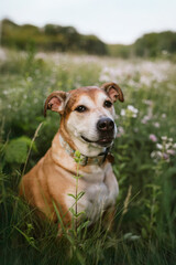 Pitbull dog happy in flowers