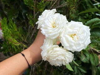 Hand holding roses background