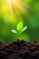 Young Sprout Emerging in Sunlight Growth, Potential, and the Power of Dedicated Time