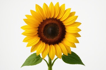 Fototapeta premium Vibrant sunflower bloom with golden petals and dark center isolated on clean white background for nature photography