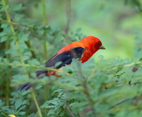Scarlet tanager close up